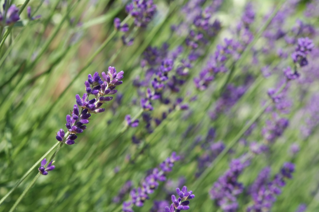 Zo maak je van je tuin een bloeiend ecosysteem met permacultuur