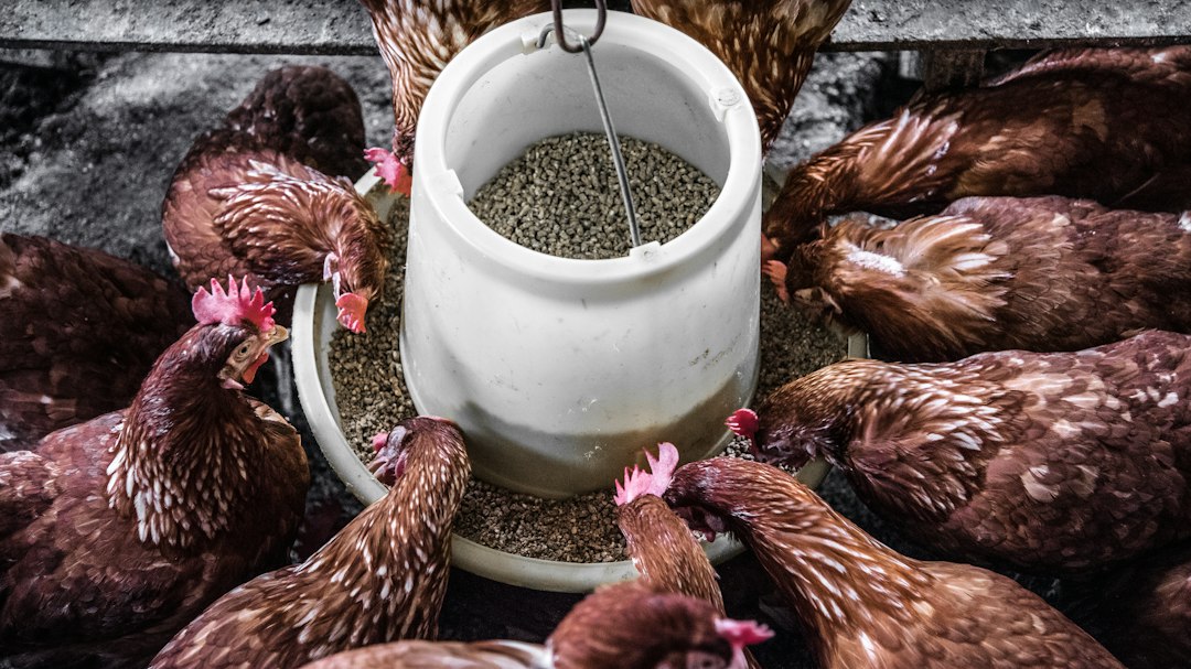 Voer voor legkippen: wat hebben ze echt nodig?