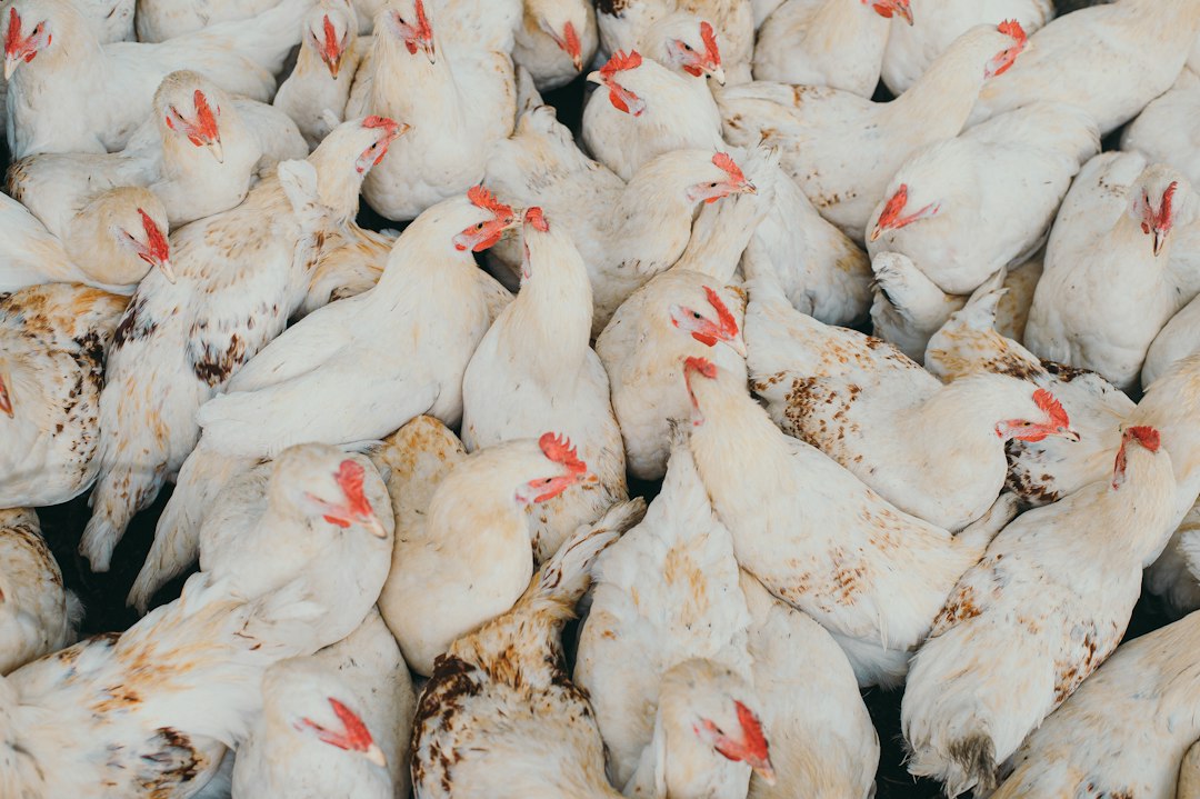 Hoeveel kippen mag je houden? Regels voor tuin en bedrijf