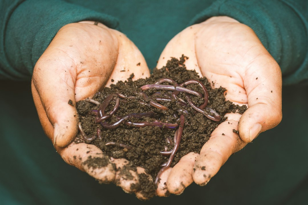 Wormenbak maken: zo bouw je hem stap voor stap