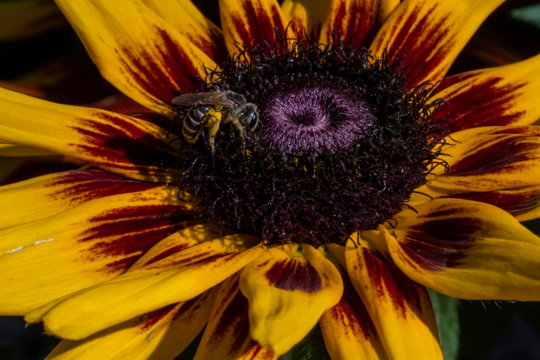 Mag je bijen houden in je tuin? Dit moet je weten
