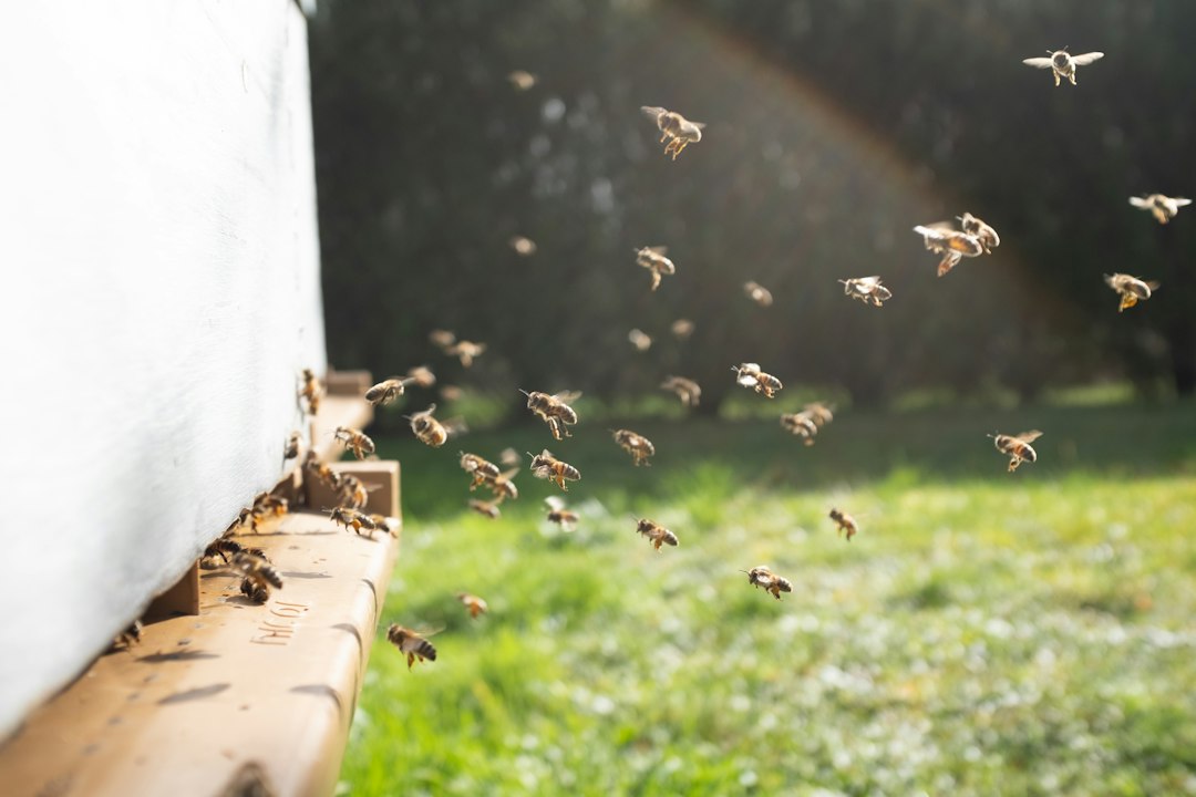 Wat doet een imker? Taken, routine en het leven met bijen